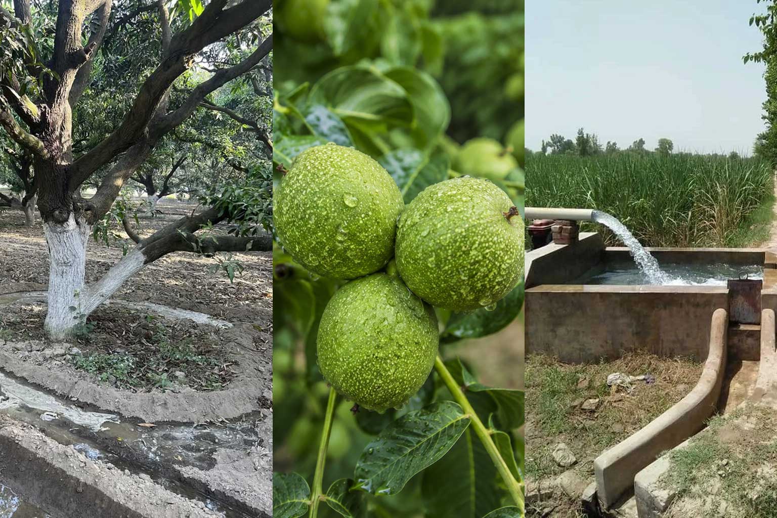 میزان نیاز آبی و فواصل آبیاری درخت گردو