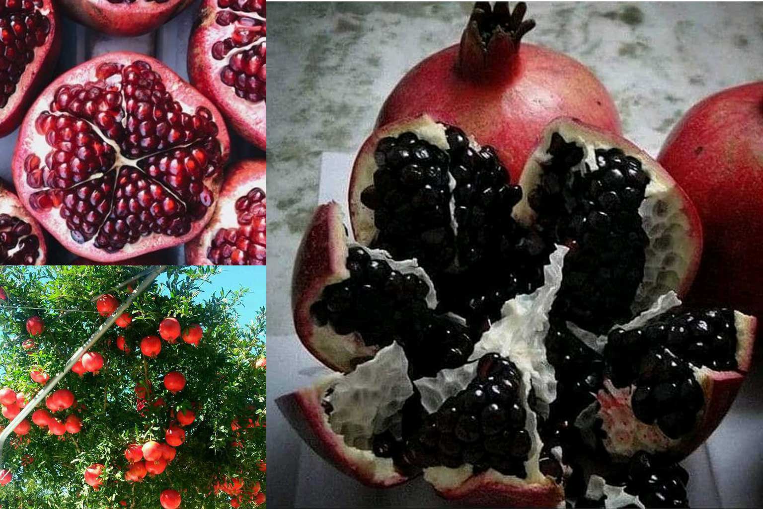 بررسی تاثیر شوری خاک بر رشد نهال انار - راهکارهای مقابله با شوری برای برداشت بهتر