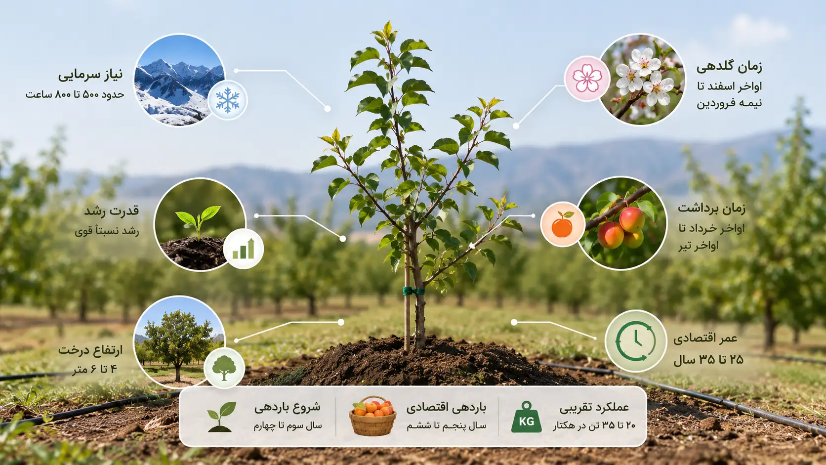مشخصات نهال زردآلو قرمز چیست؟