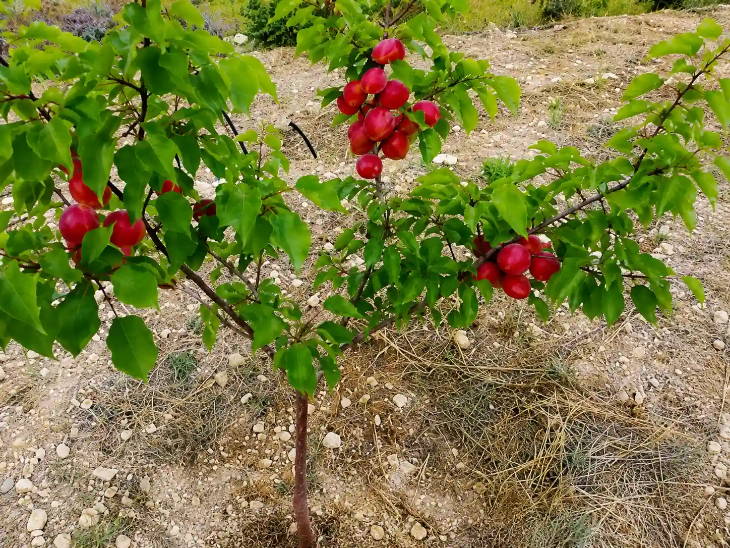 سن آغاز باردهی و حداکثر عملکرد درخت