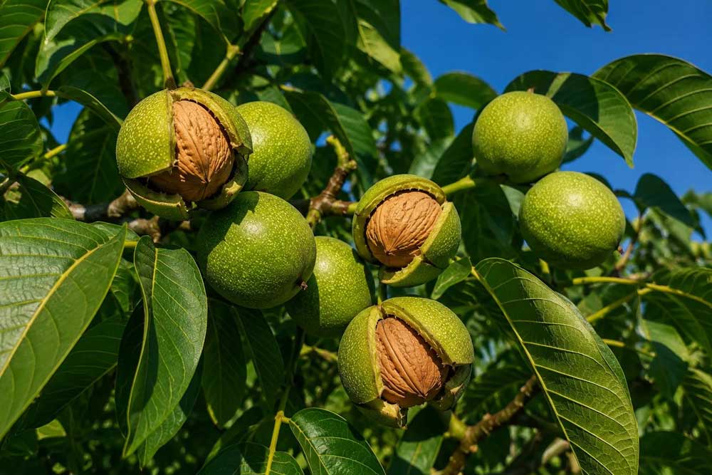 فاصله کاشت نهال گردو هاوارد