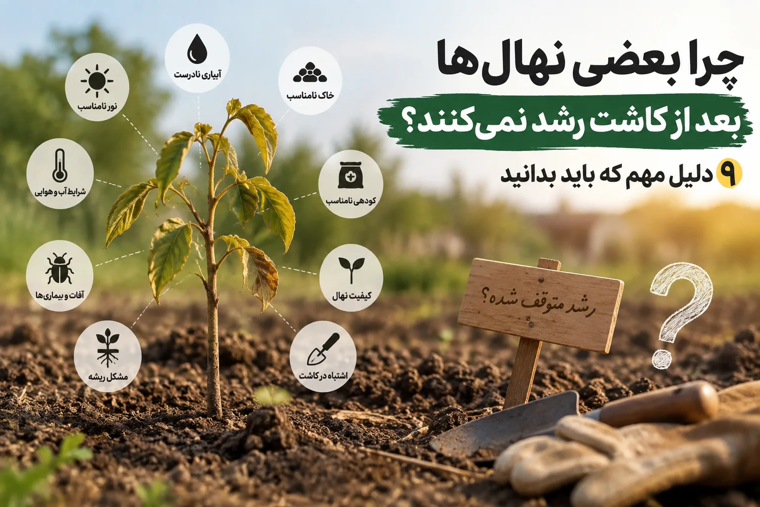 چرا بعضی نهال‌ها بعد از کاشت رشد نمی‌کنند؟ ۹ دلیل مهم که باید بدانید