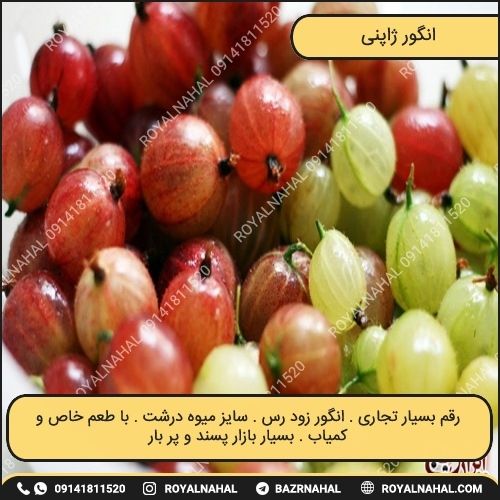 عکس (تصاویر) نهال انگور
