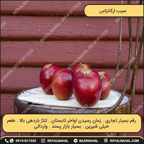 عکس (تصاویر) نهال سیب